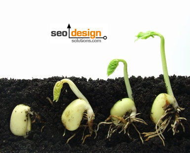 Organic SEO