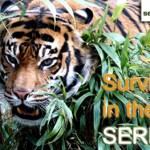 SERP Survival Tips to Avoid Ranking Predators
