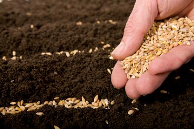 You Reap What you Sow with Organic SEO, by SEO Design Solutions.